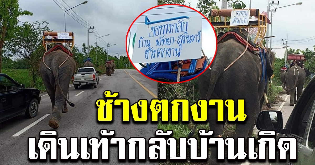 ช้างเดินเท้ากลับบ้าน