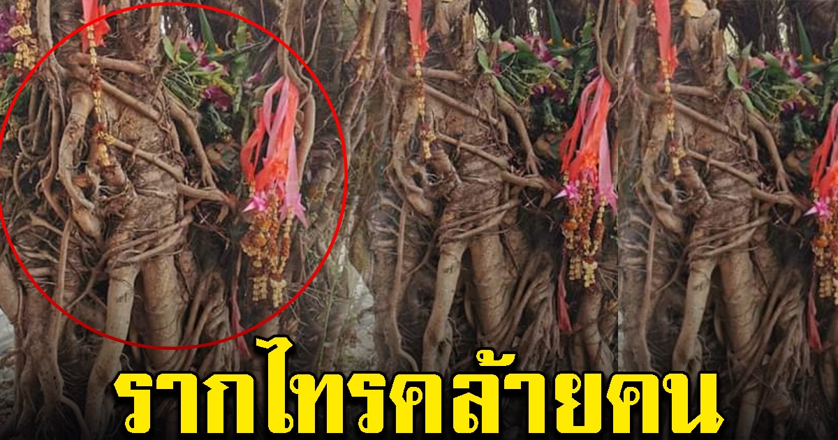ชาวบ้านฮือฮา พบรากไทรคล้ายทหารโบราณ