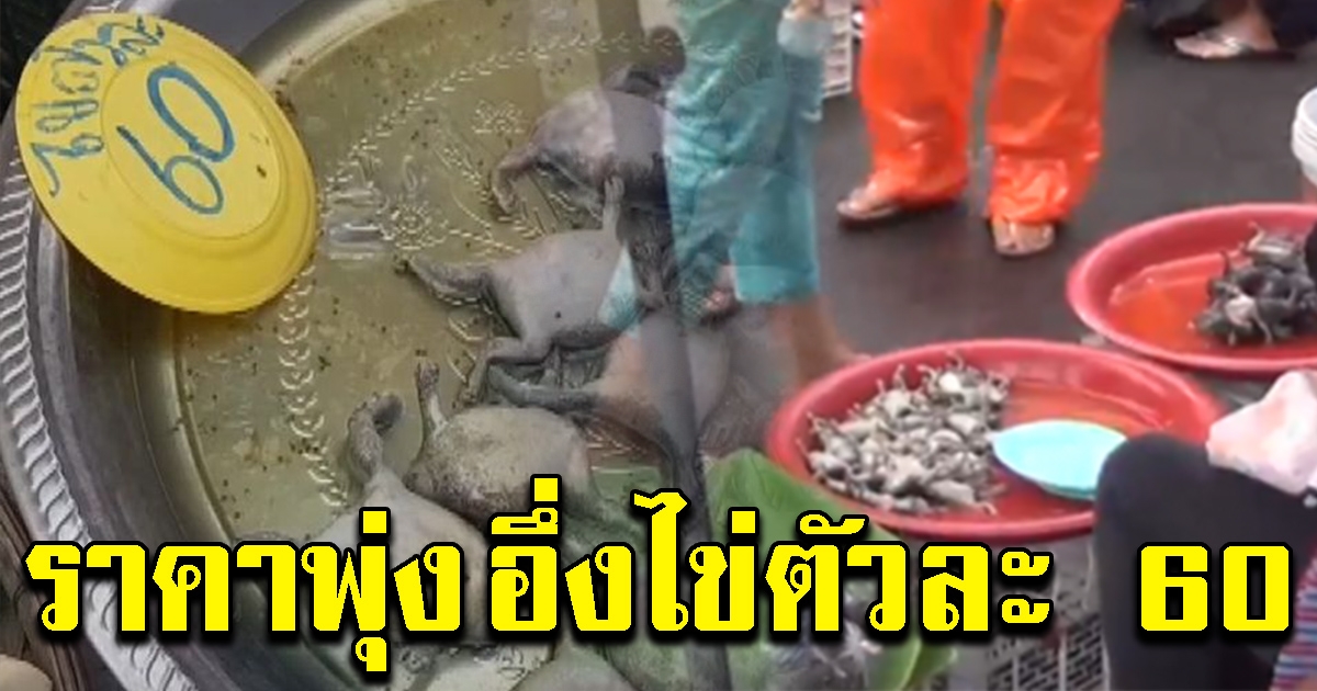 อึ่งอ่าง ราคาพุ่ง