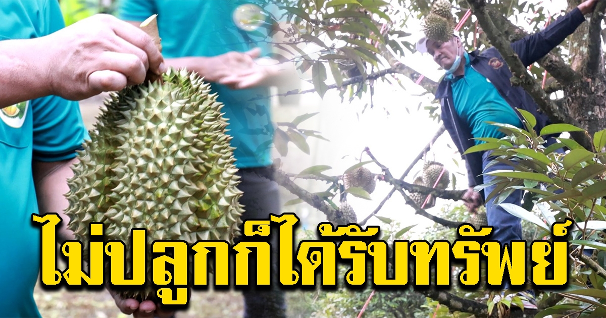 เปิดอบรมอาชีพ คนตัดทุเรียน สร้างรายได้วันละกว่า 10,000