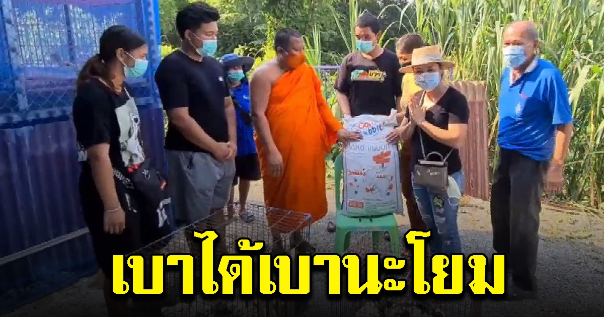 มีคนติดต่อจะถวายไก่แจ้ให้วัด