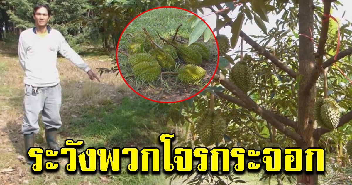 ชาวสวนทุเรียน เตือนระวัง