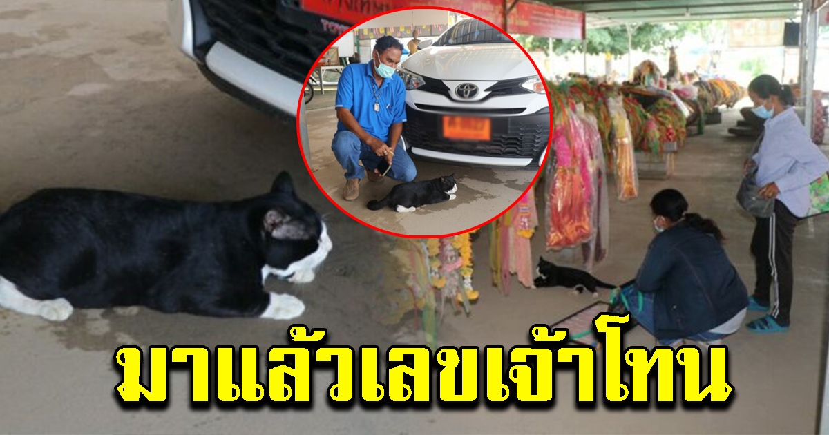 เจ้าโทนแมวเจ้าแม่ตะเคียน