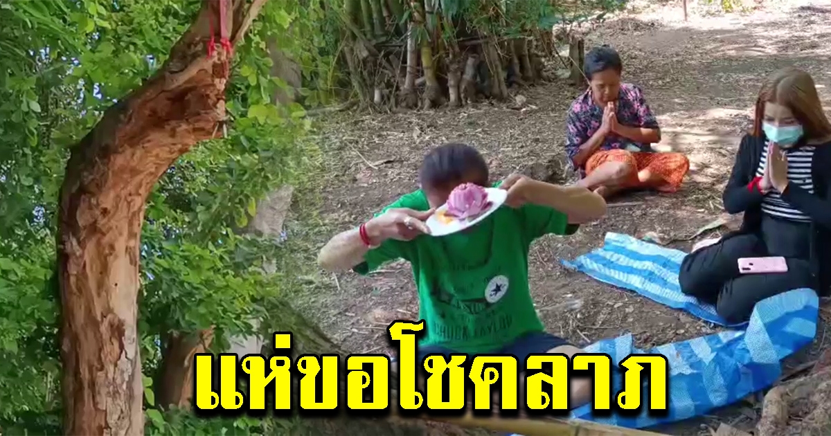 ชาวบ้านพบ ต้นมะขามเทศ มีกิ่งคล้ายพญานาค