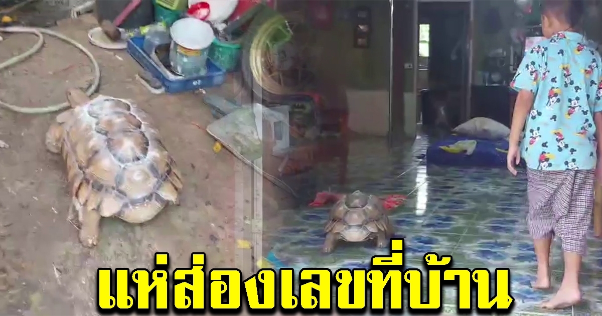 เจ้าของบ้านงง อยู่ดีๆมีเต่ายักษ์เดินเข้าบ้าน