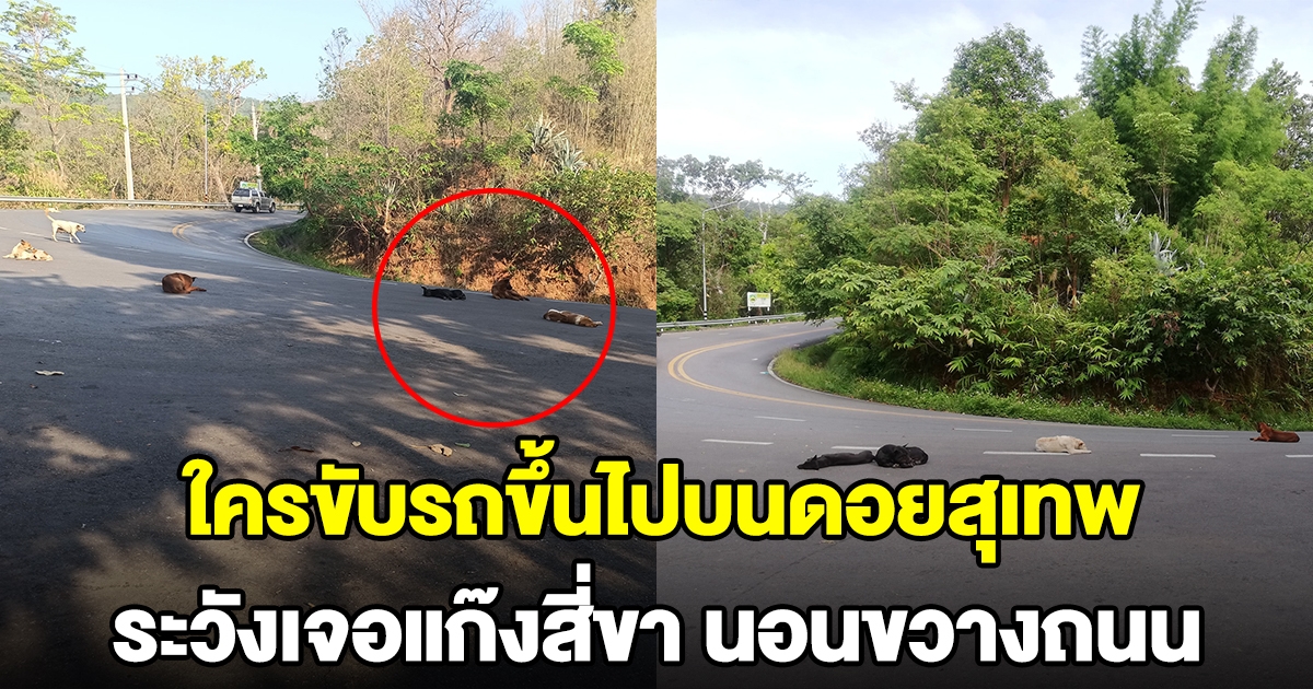 เตือนหากใครขับรถขึ้นไปบนดอยสุเทพ