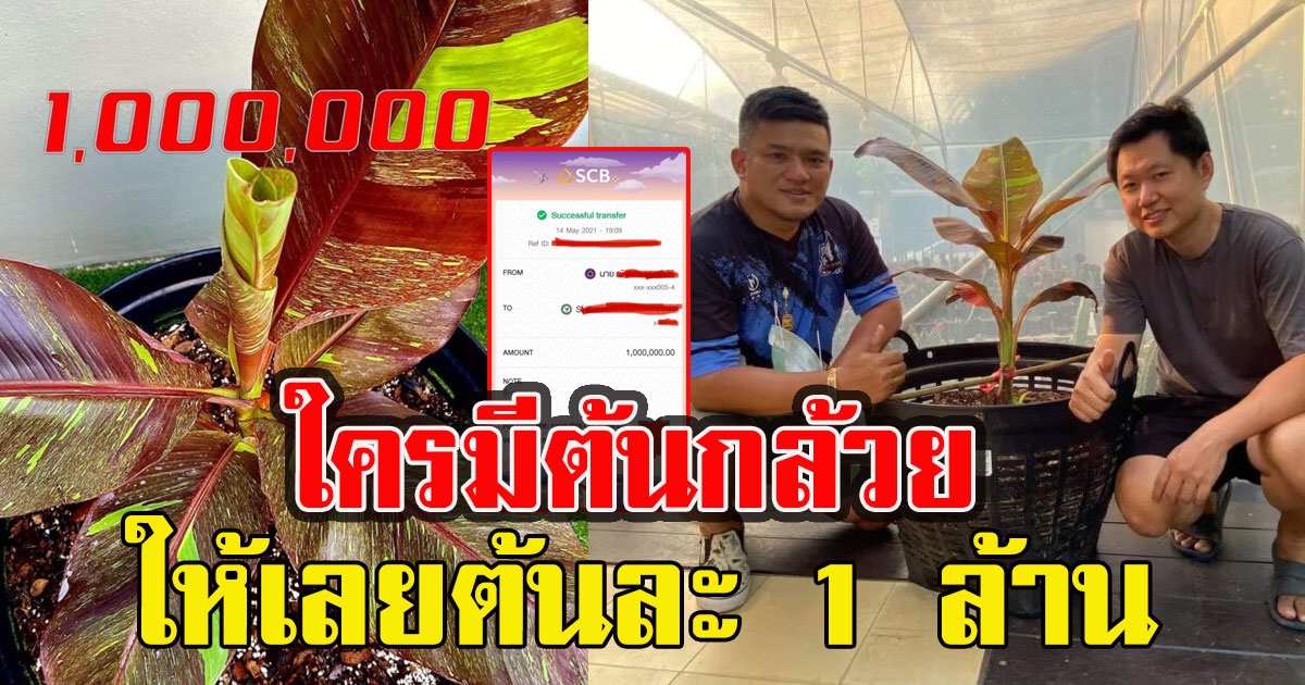 ใครมีรีบๆเลย หนุ่มรับซื้อต้นกล้วย ให้เลย ต้นละ 1 ล้าน