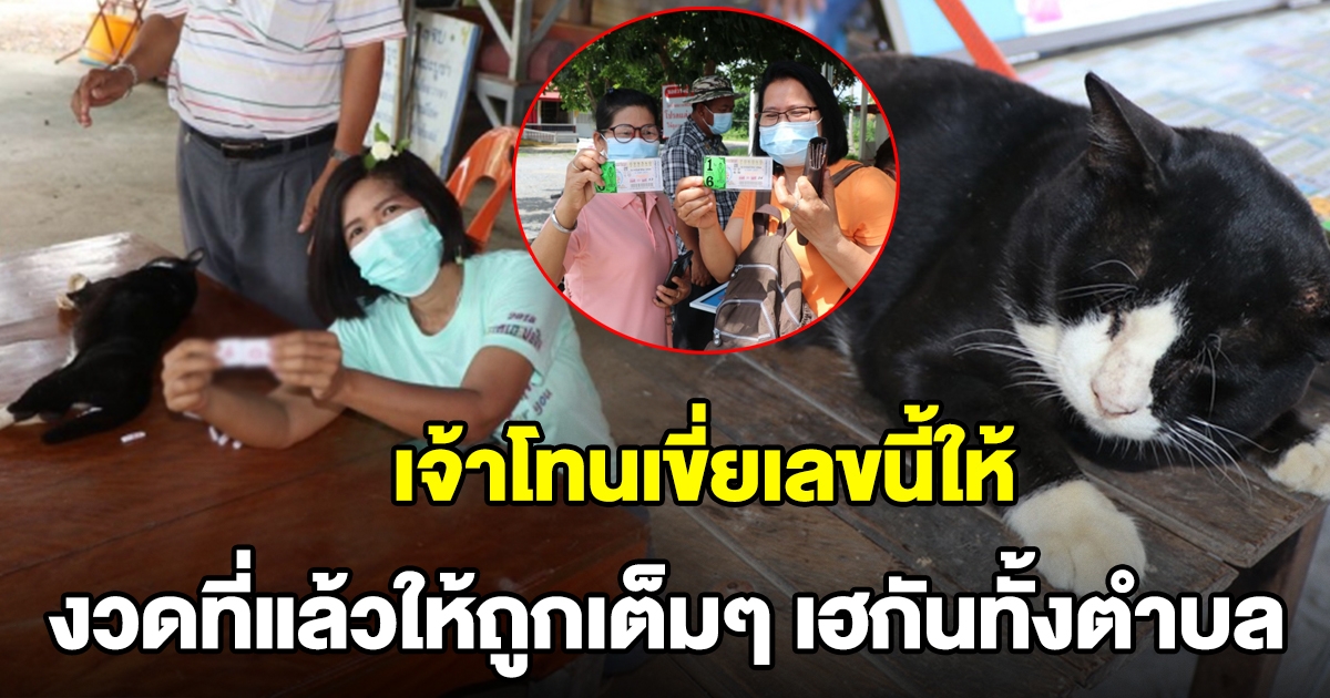 เจ้าโทน แมวตะเคียน มาแล้ว