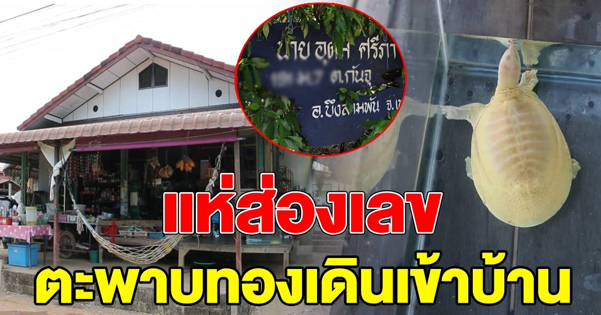 ตะพาบสีทอง เดินเข้าบ้าน