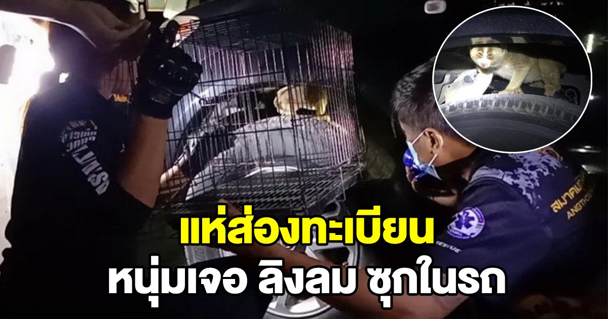 หนุ่มได้ยินเสียงสุนัขเห่า เดินมาดูเจอลิงลมซุกในรถ