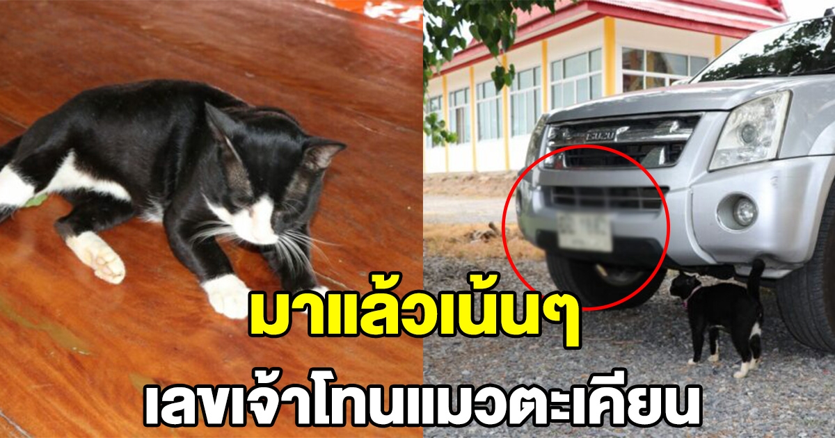 มาแล้ว เจ้าโทน แมวเจ้าแม่ตะเคียน