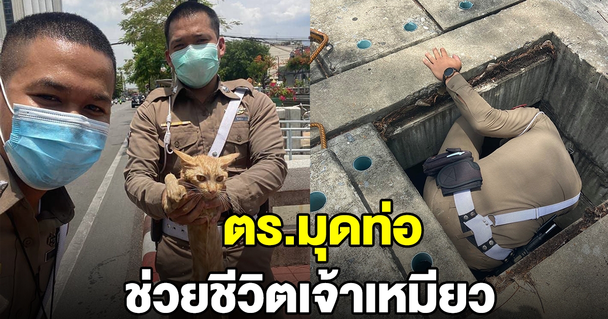 ตร.มุดท่อระบายน้ำ ช่วยเจ้าเหมียว