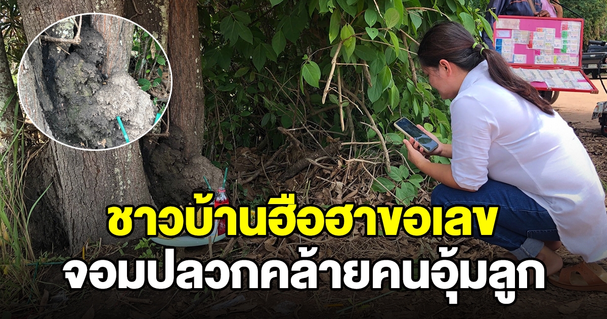 จอมปลวก คล้ายคนอุ้มลูก