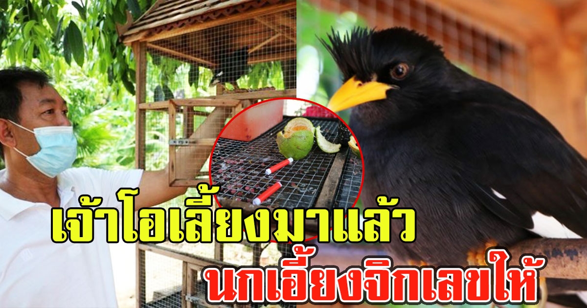 เจ้าโอเลี้ยง นกเอี้ยงจิกเลขให้