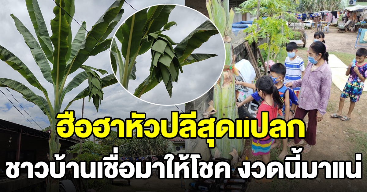 ชาวบ้านแห่มาดู ต้นกล้วยออกหัวปลีแปลก