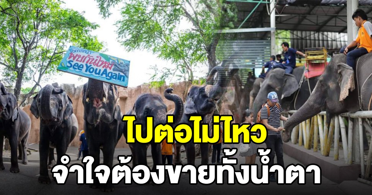 สวนเสือศรีราชรา ไปต่อไม่ไหว