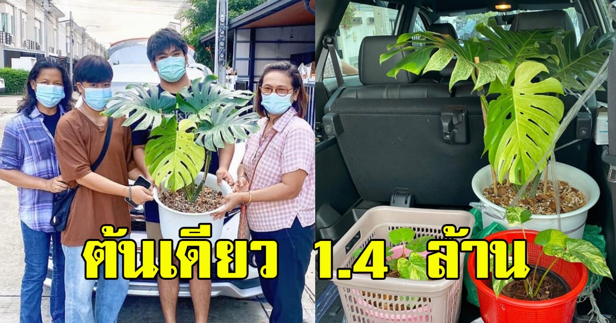 สะเทือนวงการต้นไม้ Monstera deliciosa mint ราคา 1.4 ล้าน