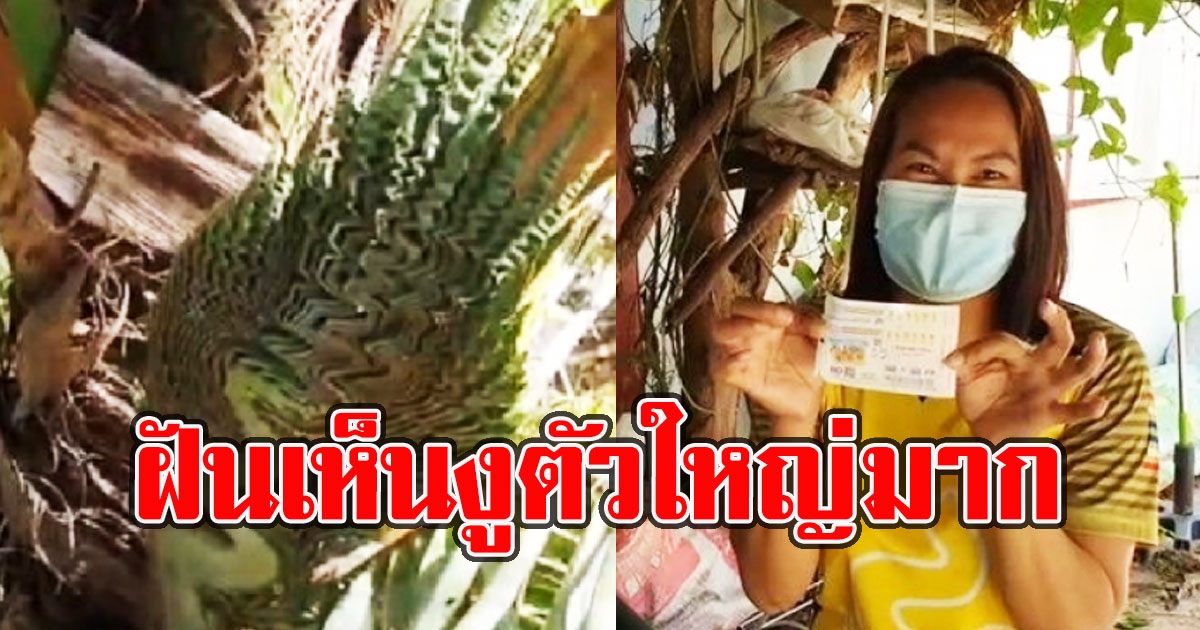 เจ้าของบ้านฝันเห็นงูตัวใหญ่มาก ก่อนเจอต้นอินทผลัมแตกกิ่งก้านคล้ายพญานาค