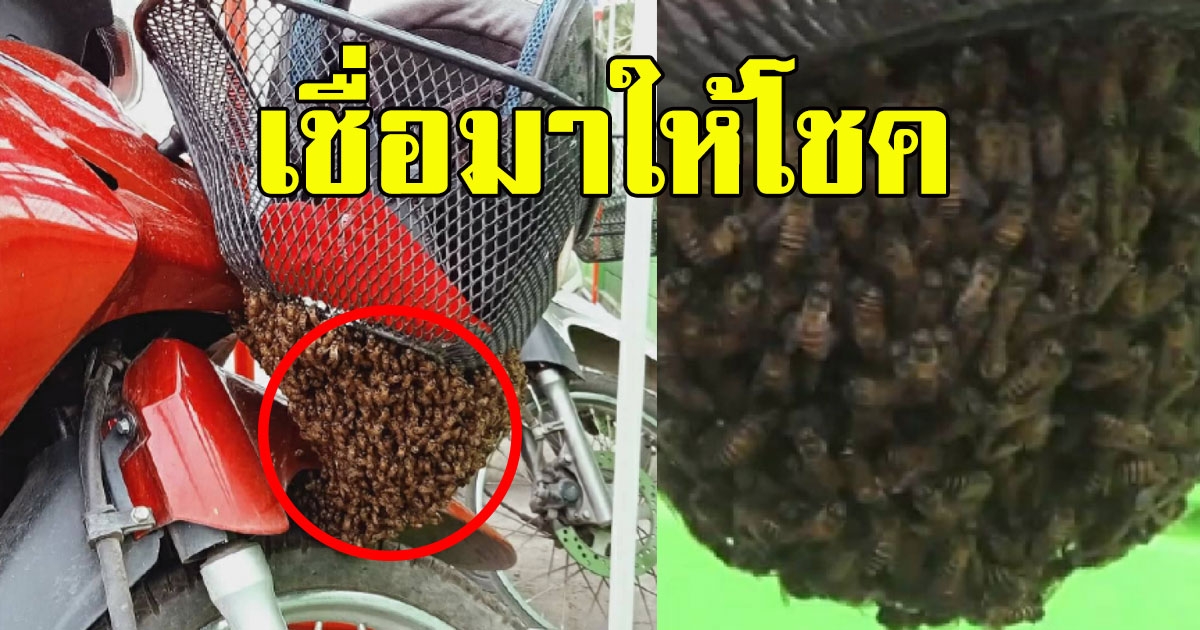 พบฝูงผึ้งบินมาเกาะทำรังที่ตะกร้าหน้ารถ จยย.