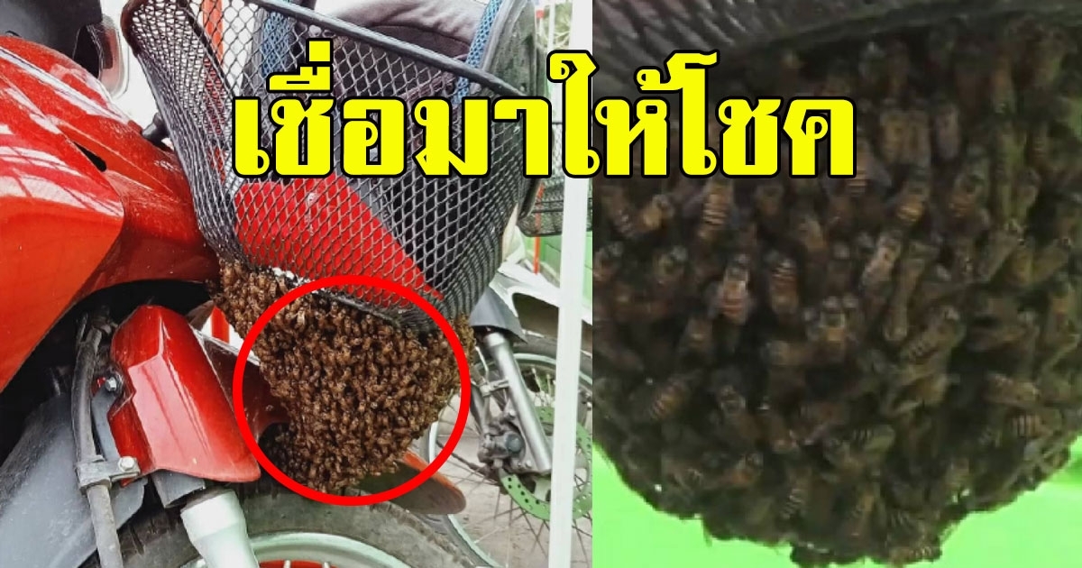 พบฝูงผึ้งบินมาเกาะทำรังที่ตะกร้าหน้ารถ จยย.