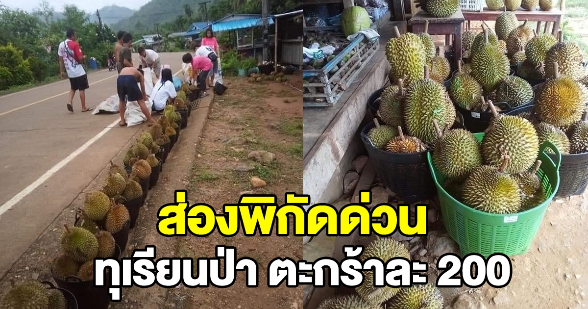 ส่องพิกัด ทุเรียนป่า ตะกร้าละ 200