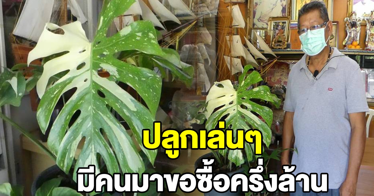 ลุงเลี้ยงต้นมอนสเตอร่าเล่นๆ