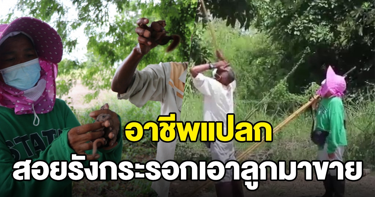 สอยกระรอกตามต้นไม้