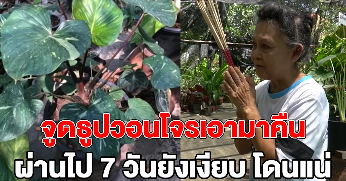 ยายจุดธูป วอนรุกขเทวดาดลใจ ให้โจรนำต้นไม้มาคืน