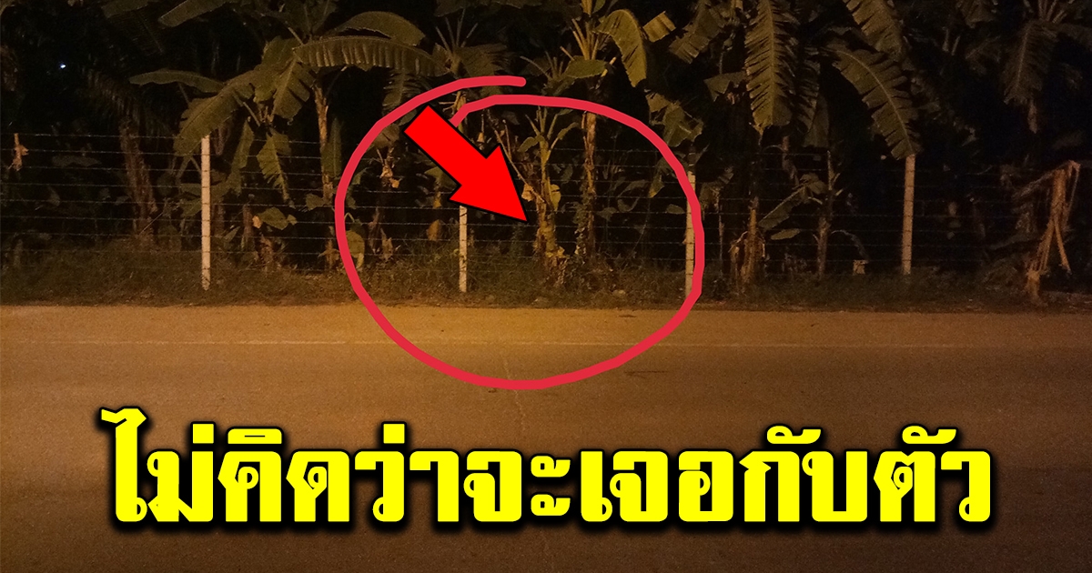 สาวขับรถผ่านป่ากล้วย