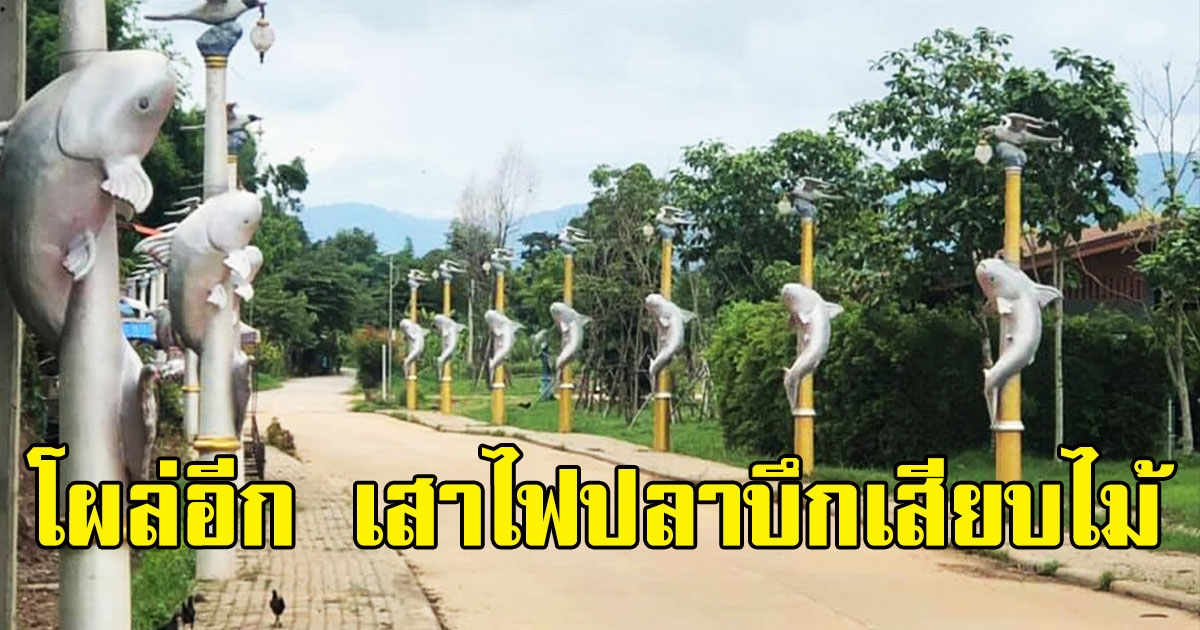โผล่อีก เสาไฟปลาบึกเสียบไม้