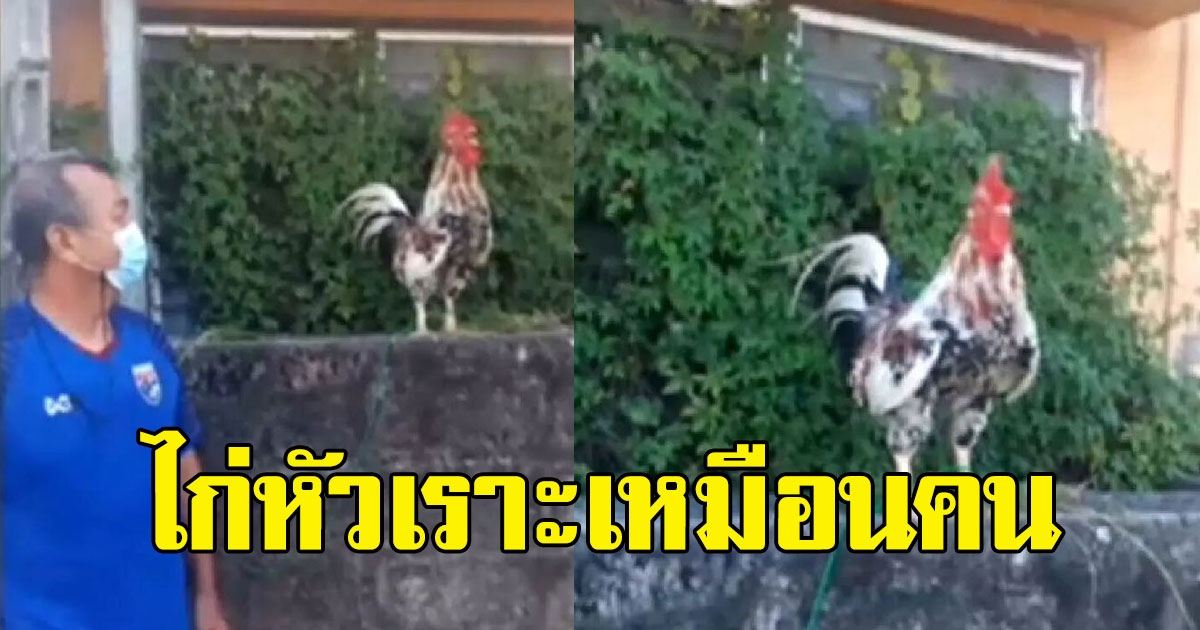 หนุ่มเลี้ยงไก่เเจ้ ส่งเสียงขันเหมือนคนหัวเราะ ได้ยินชัดเจน