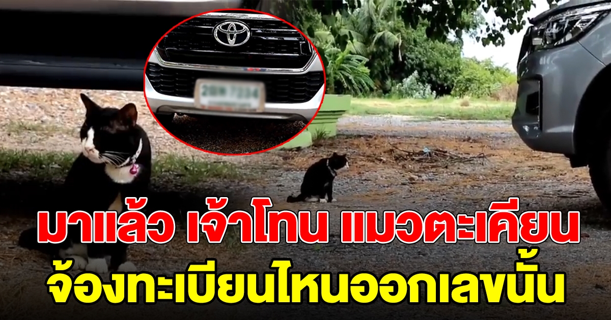 เจ้าโทน แมวตะเคียน จ้องทะเบียนรถ