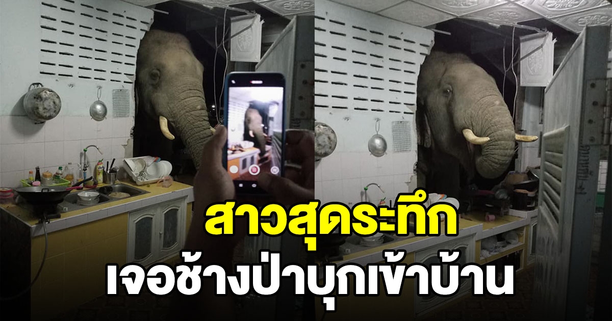 สาวเจอช้าง