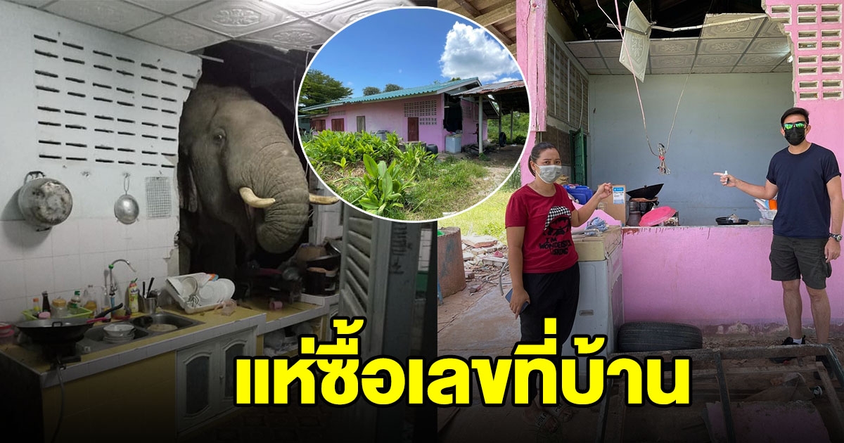 ส่องเลขที่บ้าน หลังเจอช้างป่าบุก