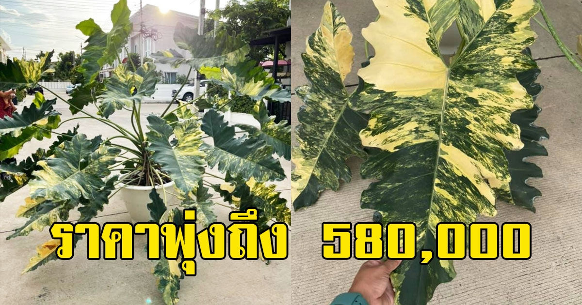 สาวเปิดประมูลต้นวิลเลี่ยมด่าง เพียงไม่กี่ชั่วโมงราคาพุ่งถึง 580,000