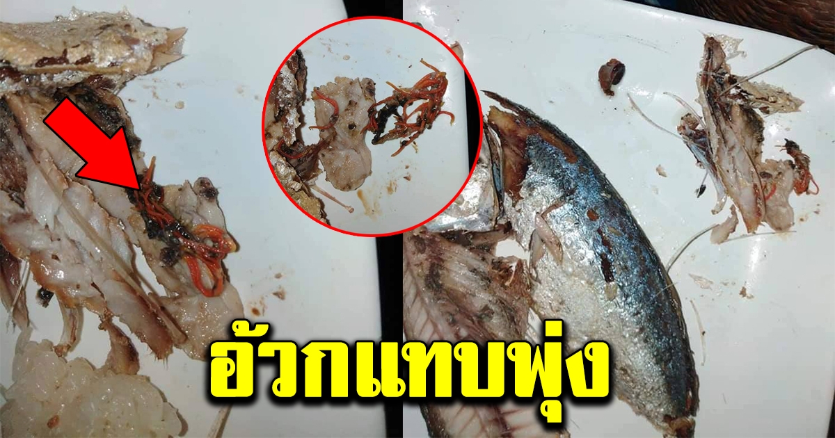 หนุ่มกินข้าวกับปลาทู หวังกินแซ่บๆ