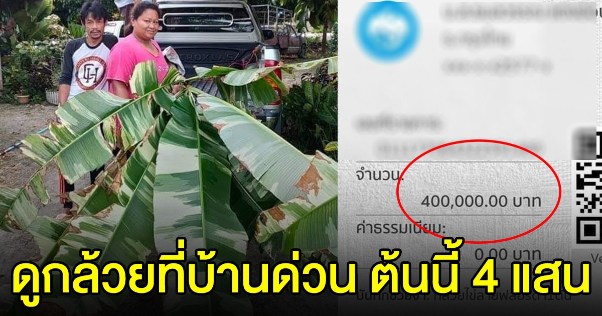 ฮือฮาอีกแล้ว กล้วยด่าง 4 แสน