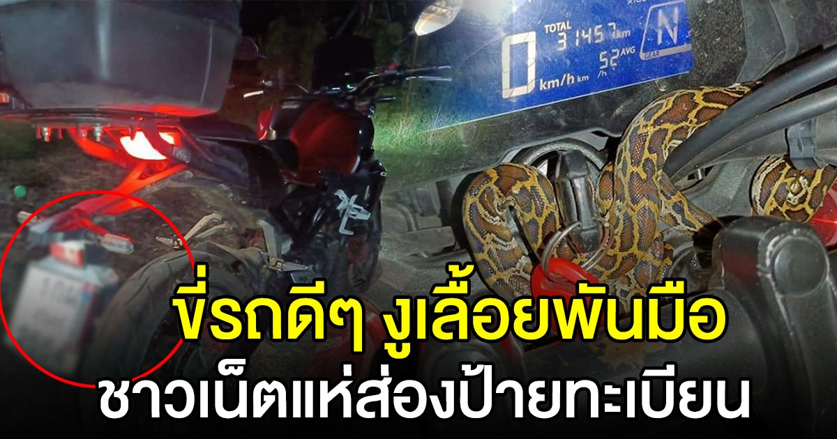 หนุ่มนักข่าว ขี่รถไปทำข่าว รู้สึกแปลกๆ ก้มดูเจองูกำลังพันมือ รีบจอดรถแทบไม่ทัน