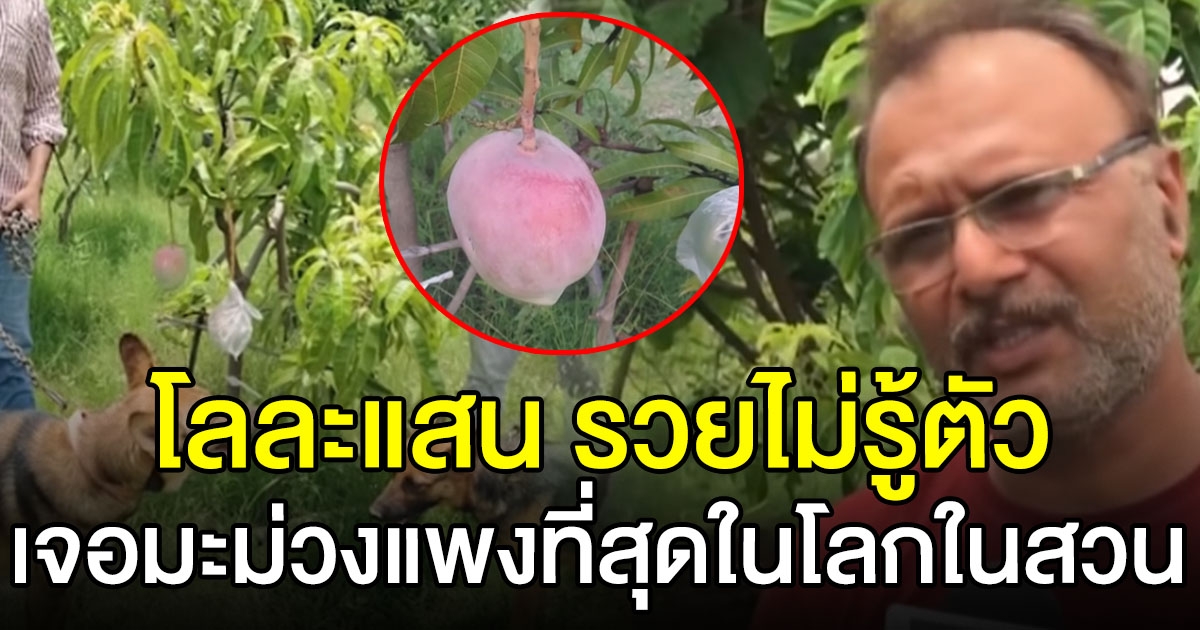 หนุ่มเฮลั่นสวน ปลูกมะม่วงโลละแสน โดยไม่ได้ตั้งใจ