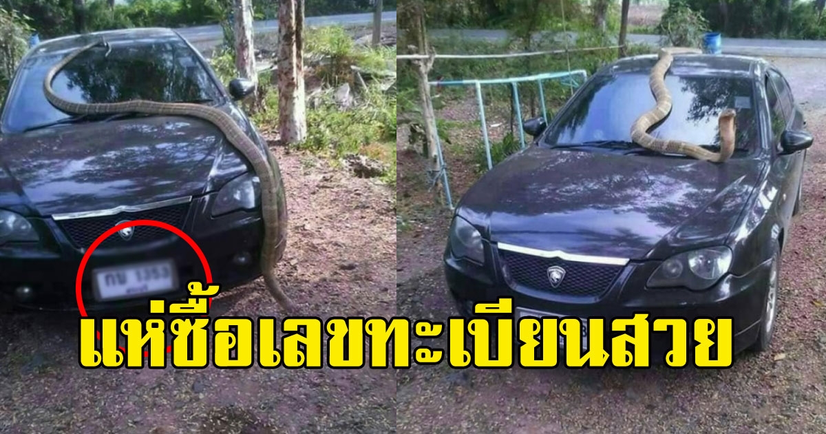 งูโผล่บนรถ แห่ซื้อเลขทะเบียนสวย
