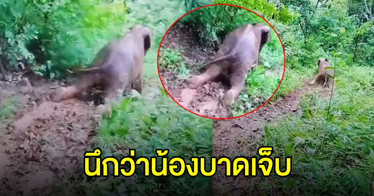 น่าเอ็นดู ลูกช้างป่า