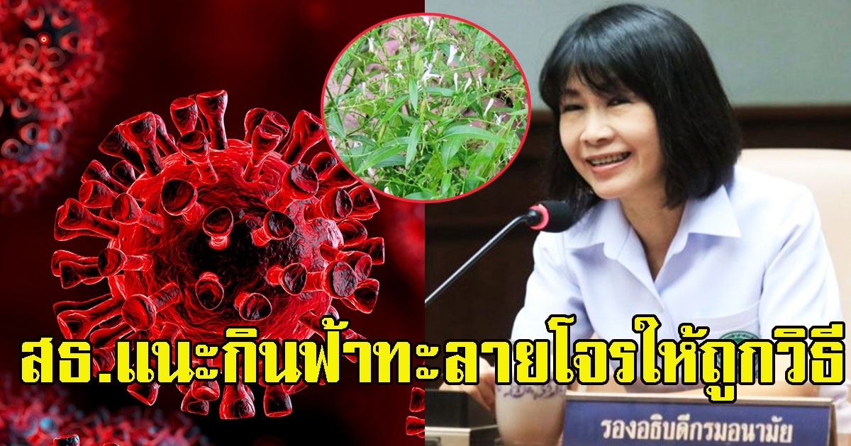 สธ.แนะกินฟ้าทะลายโจรให้ถูกวิธี