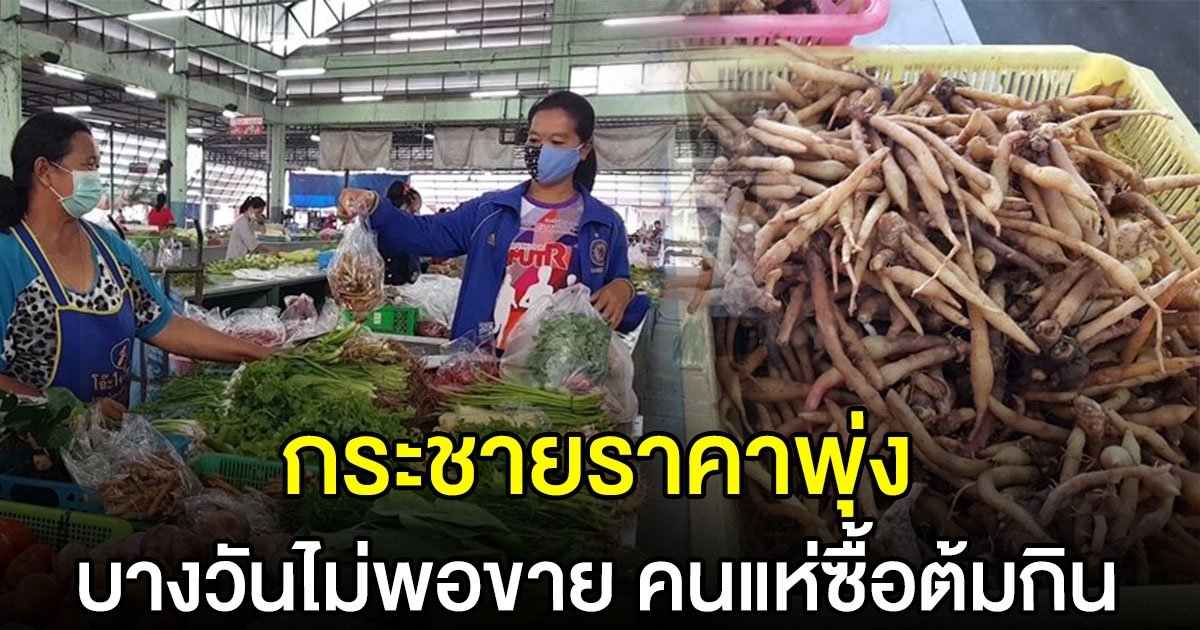 กระชายขาว ราคาพุ่งเท่าตัว บางวันไม่พอขาย