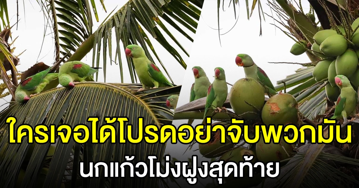 นกแก้วโมง ฝูงสุดท้าย