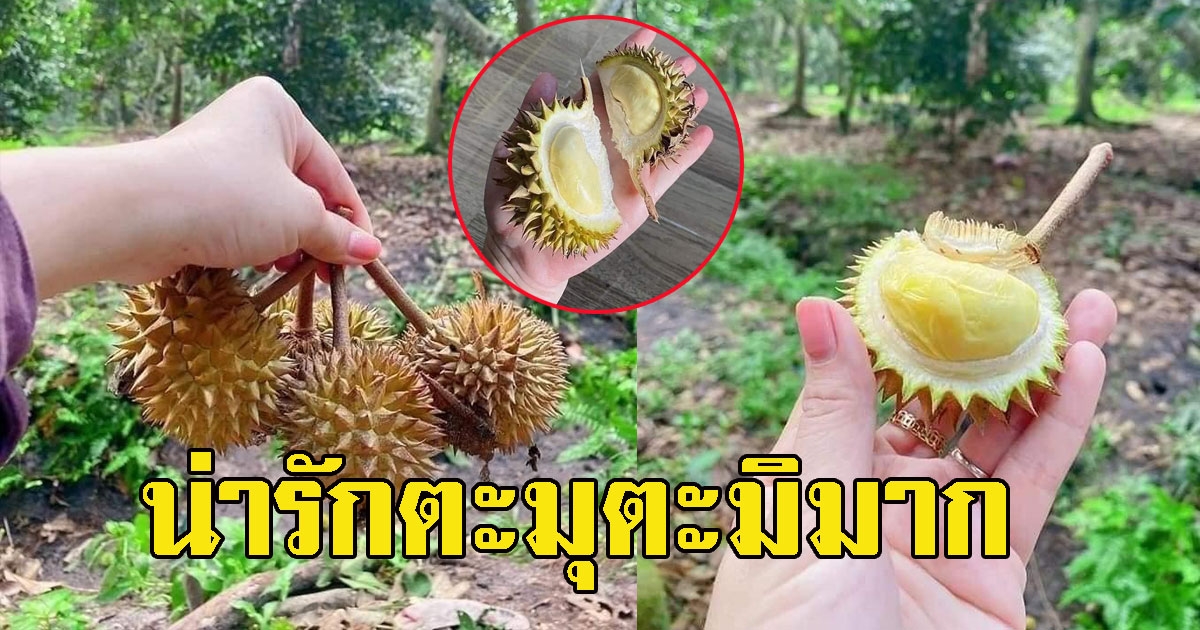 อยากชิมกันเพียบ ทุเรียนพันธุ์จิ๋ว น่ารักตะมุตะมิ