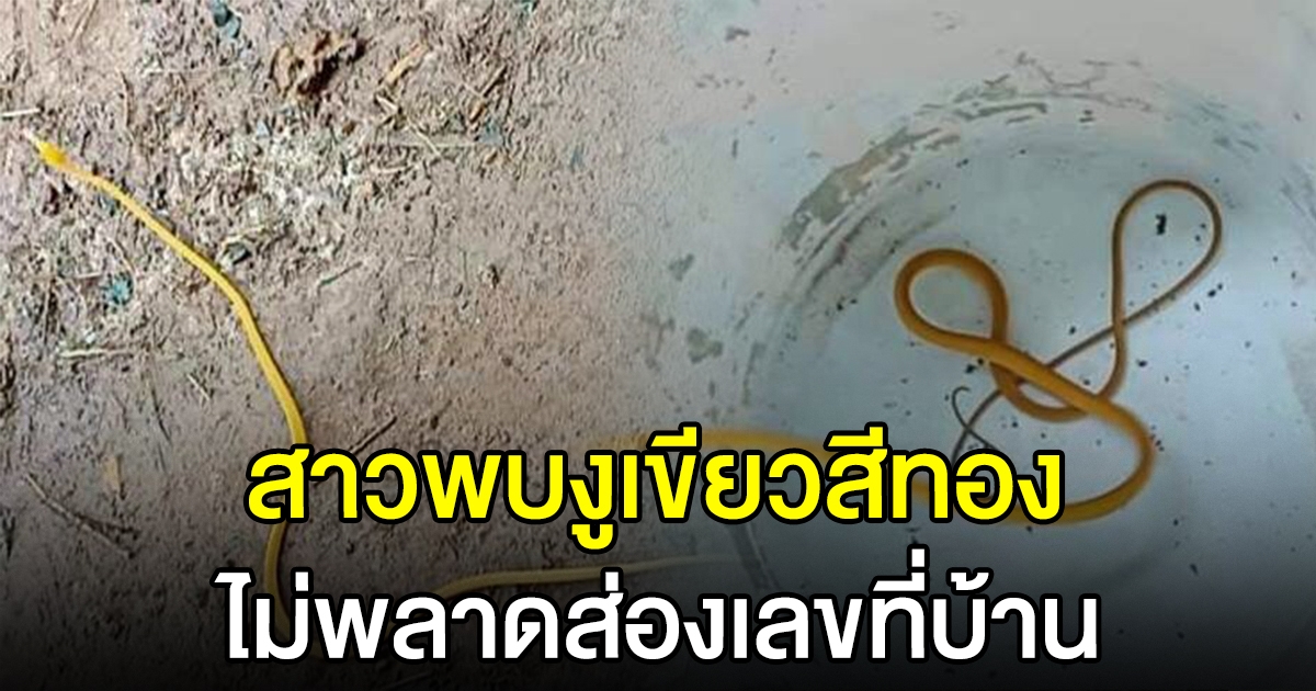 แห่ส่องเลขที่บ้าน สาวพบ งูเขียวสีทอง