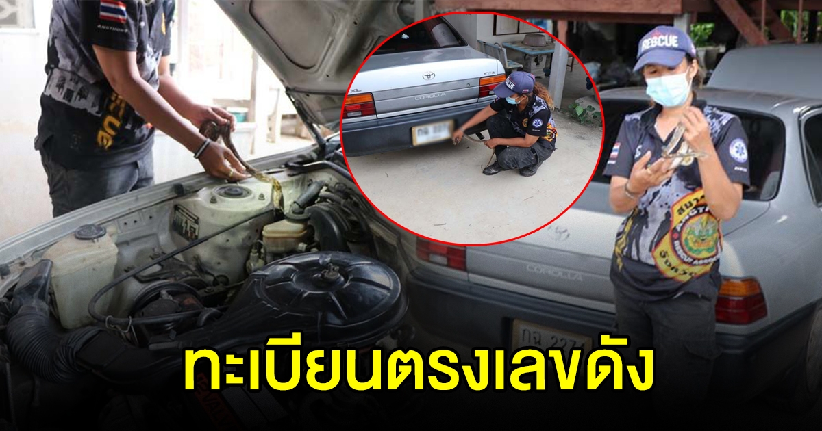 งูเหลือมซุกในรถ เชื่อมาให้โชค ทะเบียนตรงเลขดัง