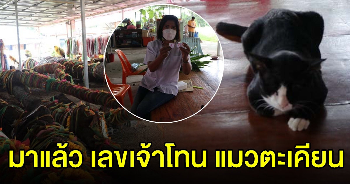 เจ้าโทน แมวตะเคียน