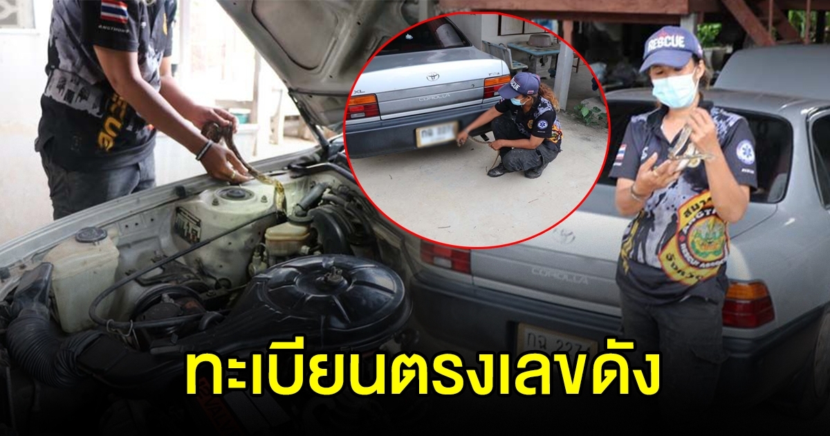 ทะเบียนตรงเลขดัง งูเหลือมซุกในรถ เชื่อมาให้โชค