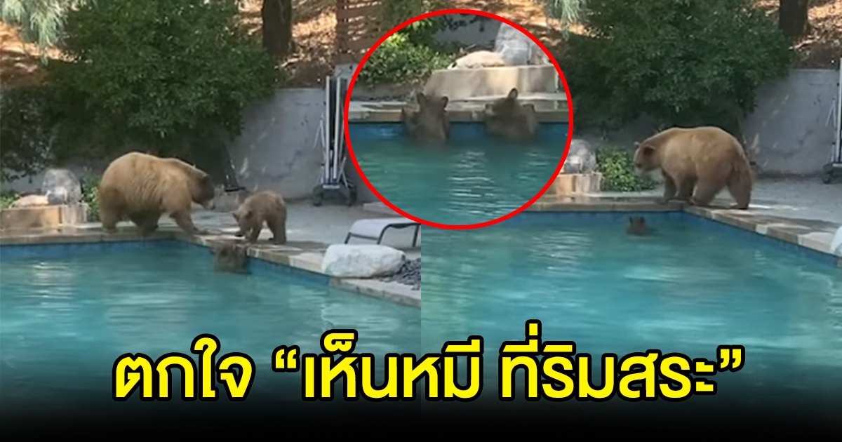 ครอบครัวหมี ยกพวกว่ายน้ำในสระ